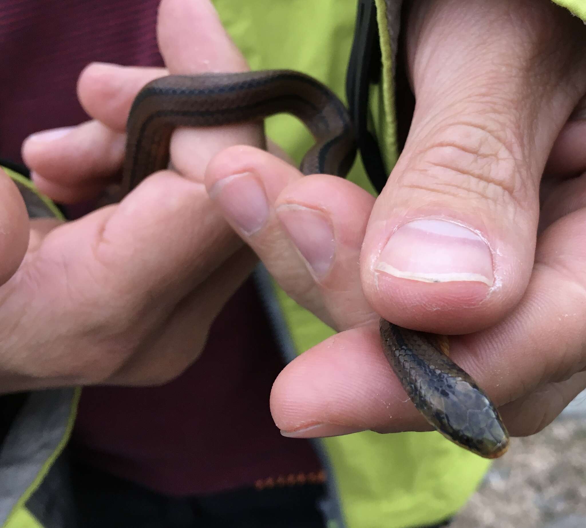 Image of Lehmann's Ground Snake