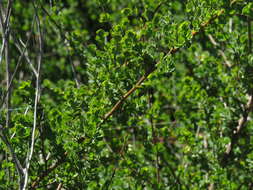 Image of Cliffortia obcordata L. fil.