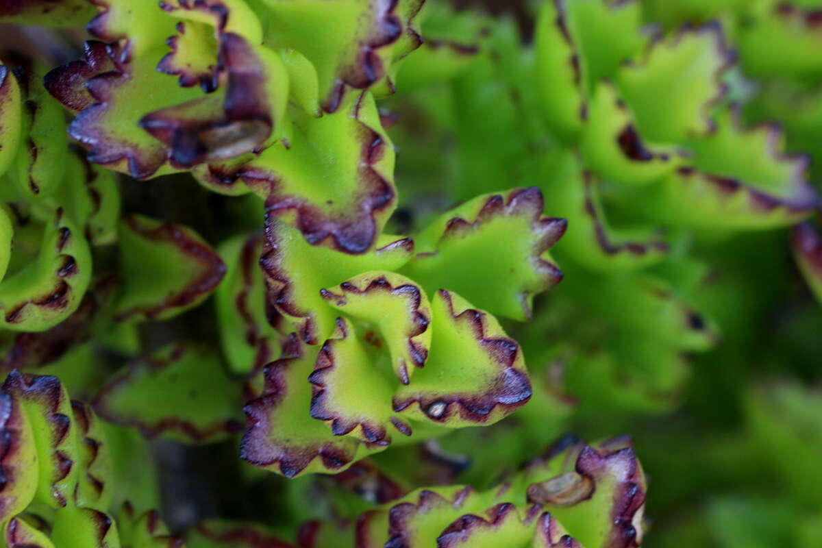 Image of Plectranthus spicatus E. Mey.