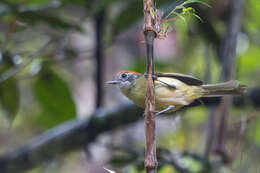 Image of Rufous-crowned Greenlet