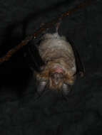 Image of Mediterranean Horseshoe Bat