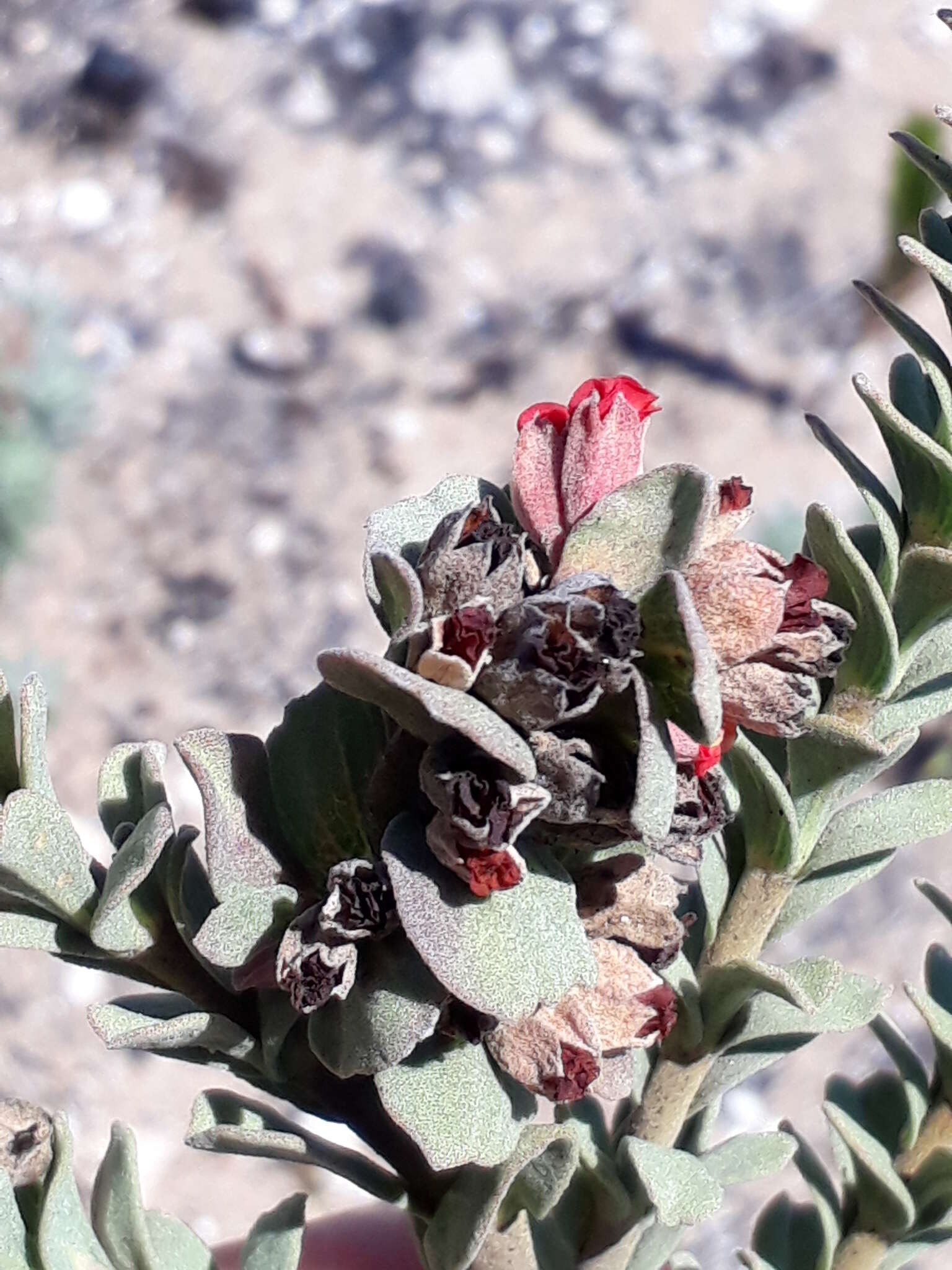 Image of Hermannia trifoliata L.