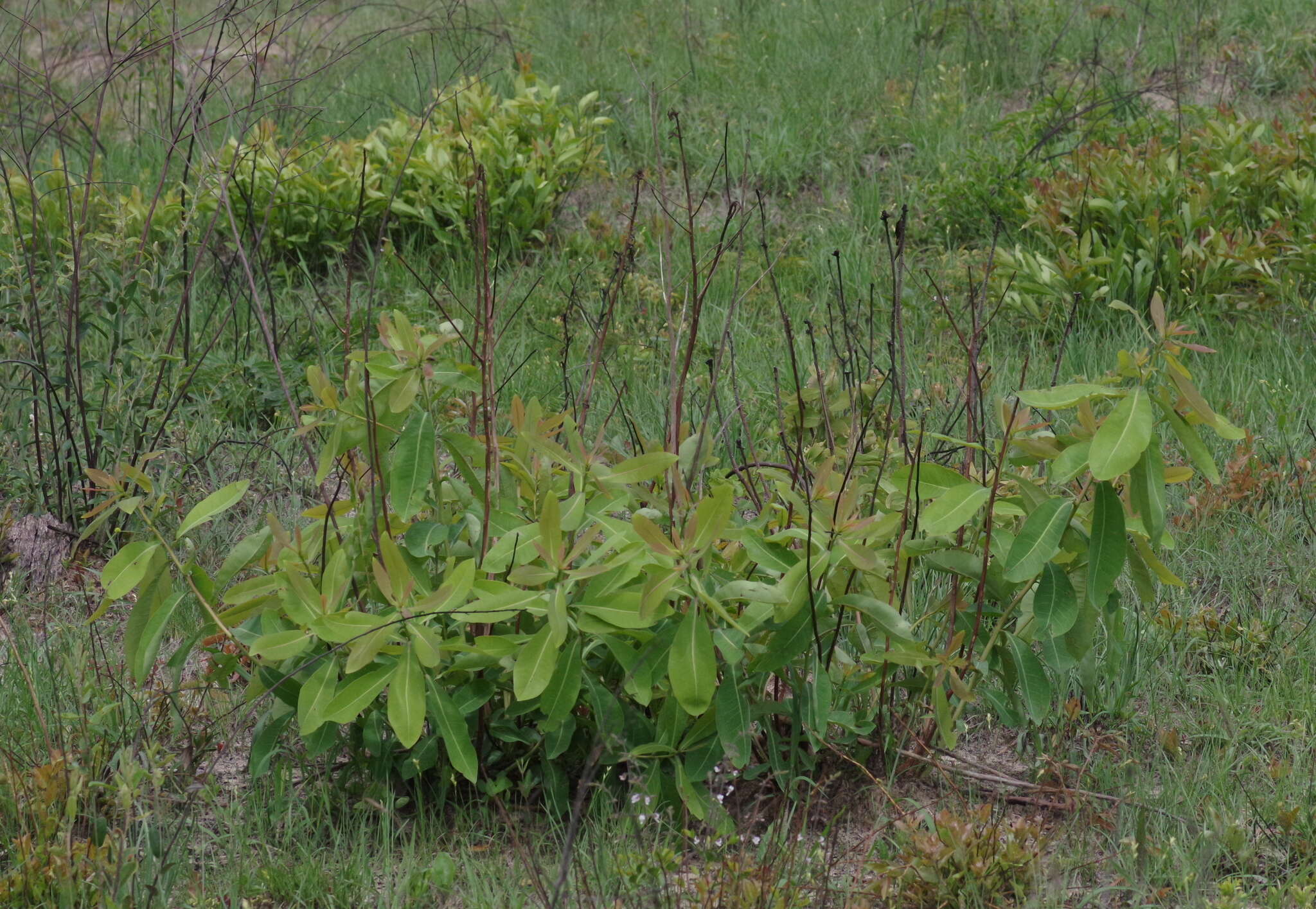 Terminalia brachystemma Welw. ex Hiern的圖片