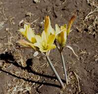 Image of Zephyranthes gilliesiana