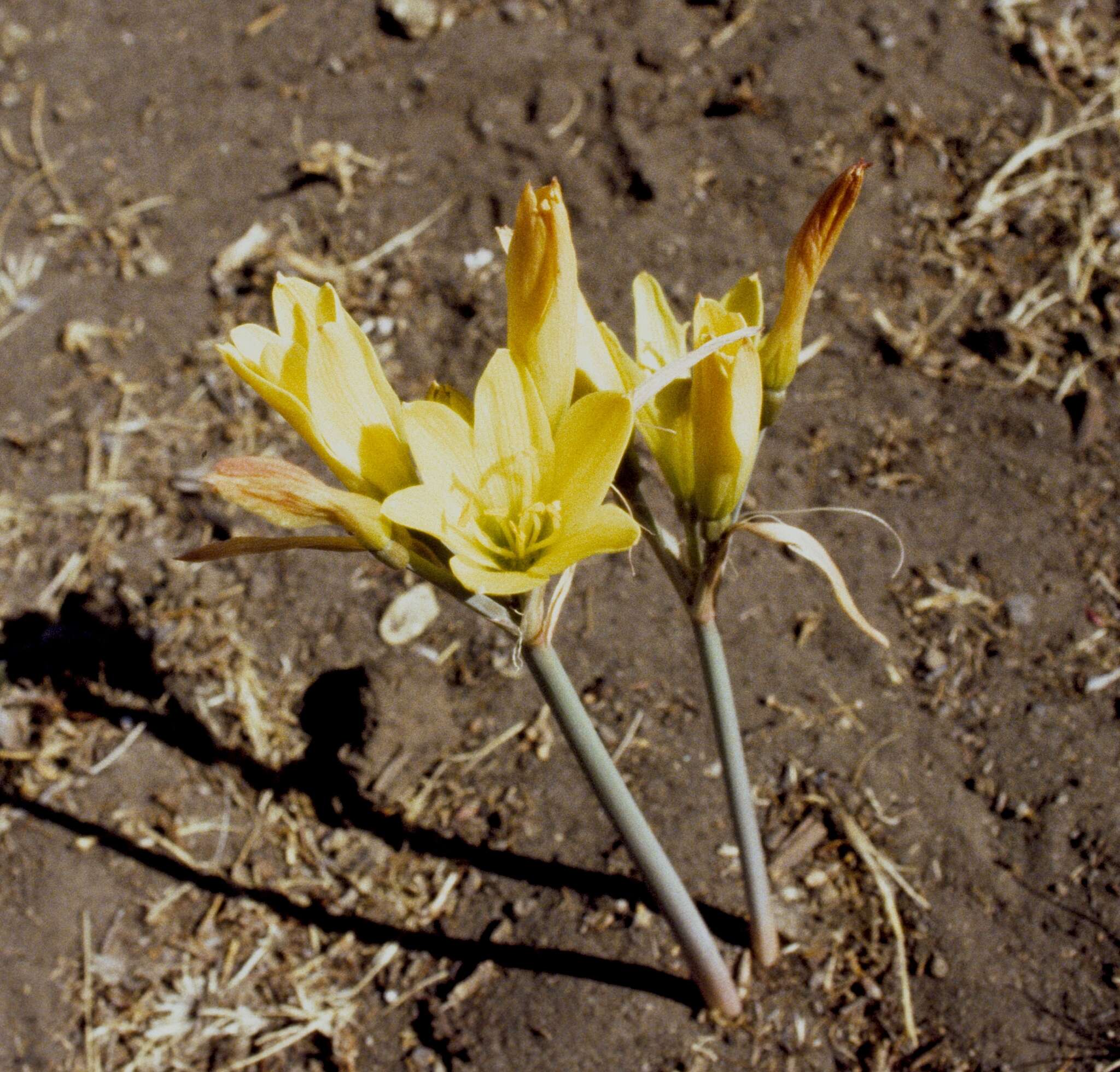 Imagem de Zephyranthes gilliesiana