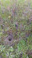 Image of Mallee spider orchid