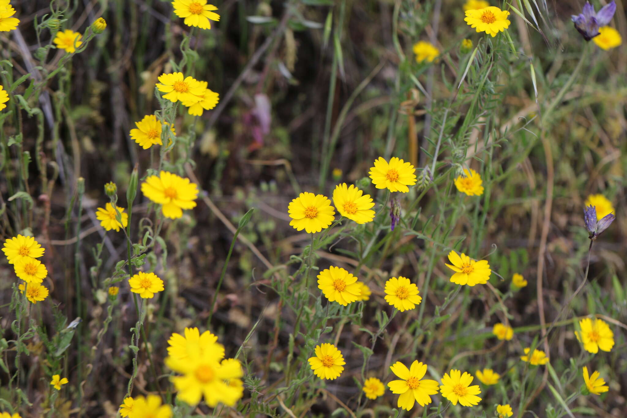 Image of Sierra tidytips