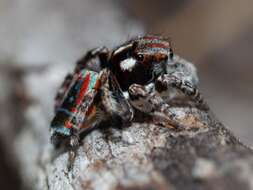 Image of Maratus volans (O. Pickard-Cambridge 1874)