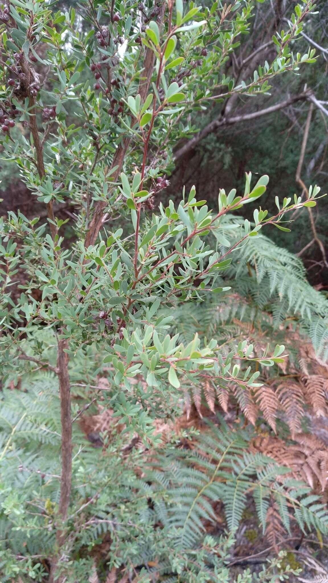 Sivun Leptospermum glaucescens S. Schauer kuva