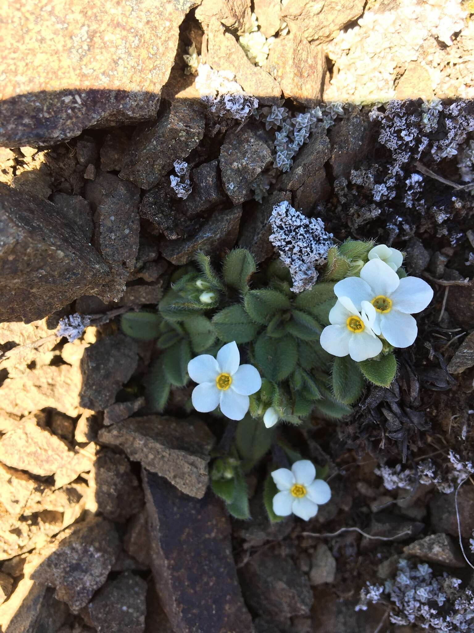 Imagem de Myosotis lyallii subsp. elderi (L. B. Moore) Meudt & Prebble