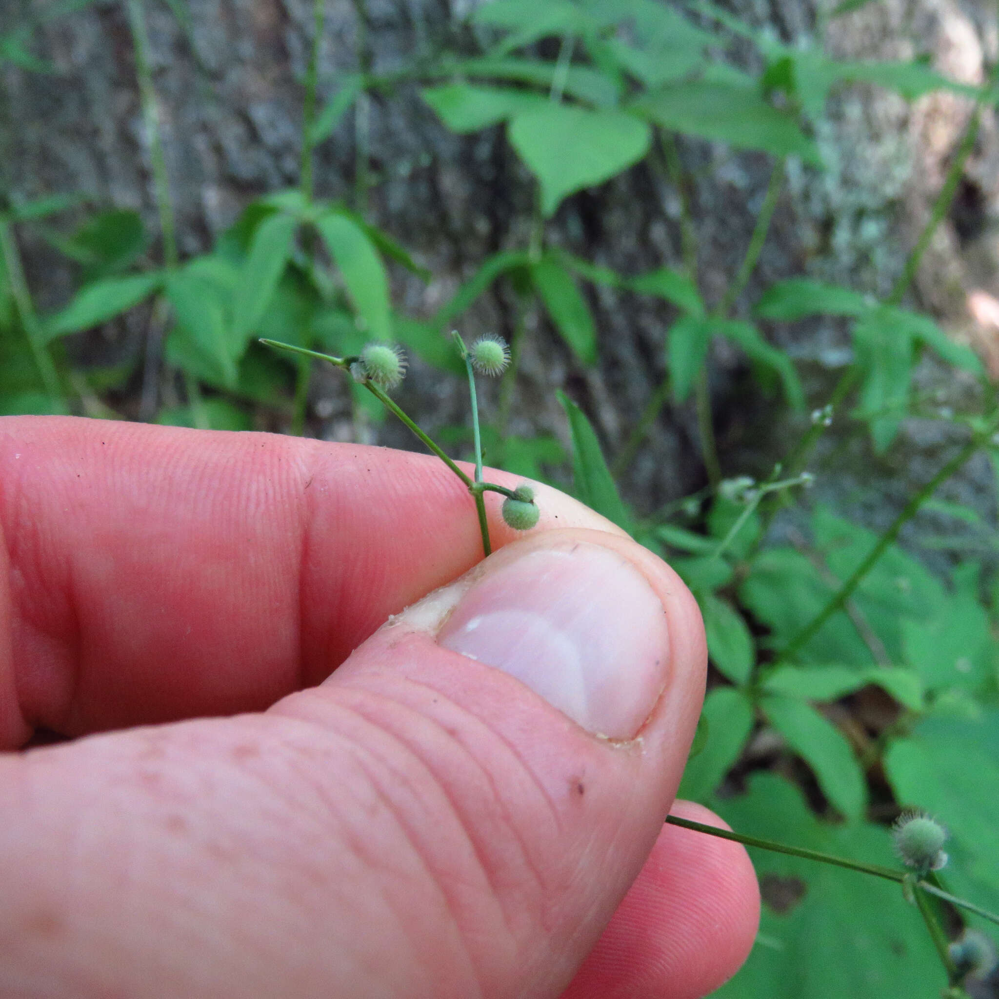 Imagem de Galium lanceolatum (Torr. & A. Gray) Torr.