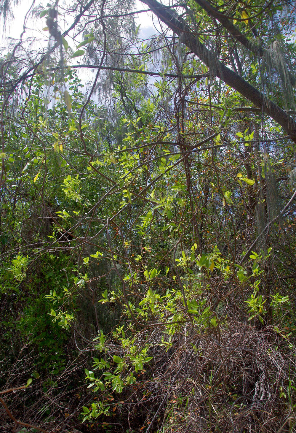 Image of Gymnanthera oblonga (Burm. fil.) P. S. Green