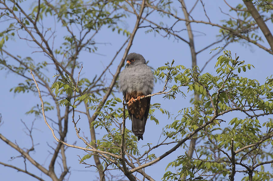 Image of Red-footed Falcon