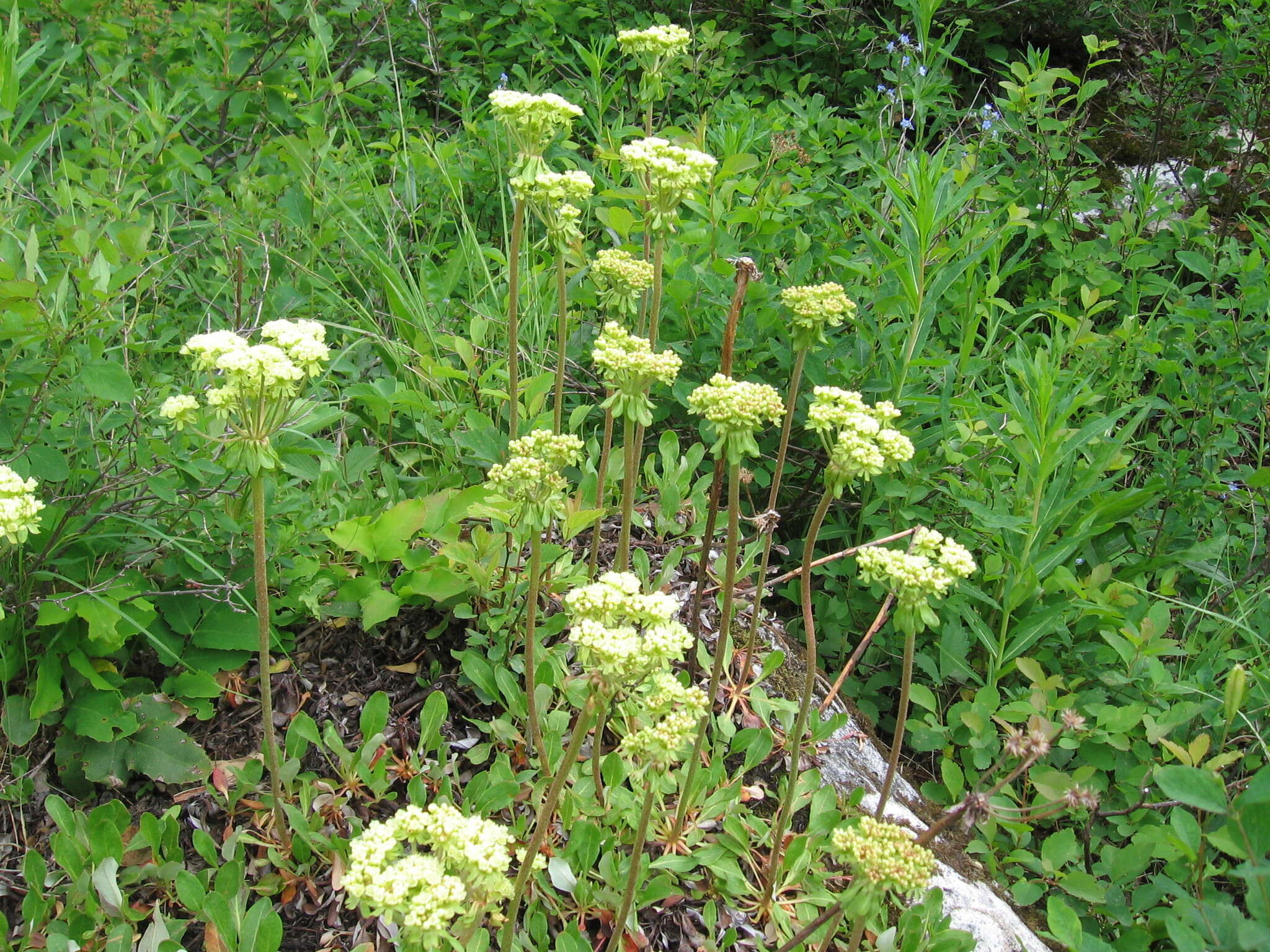 صورة Eriogonum umbellatum var. majus Hooker