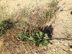 Image of European sea lavendar