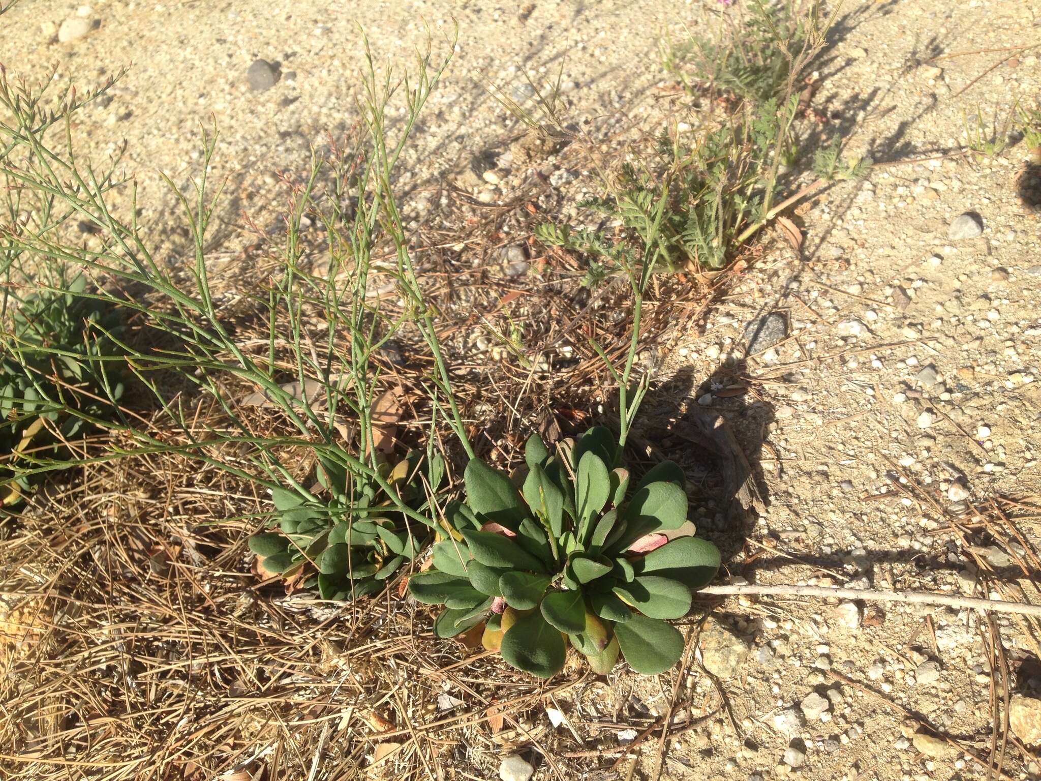 Image of European sea lavendar