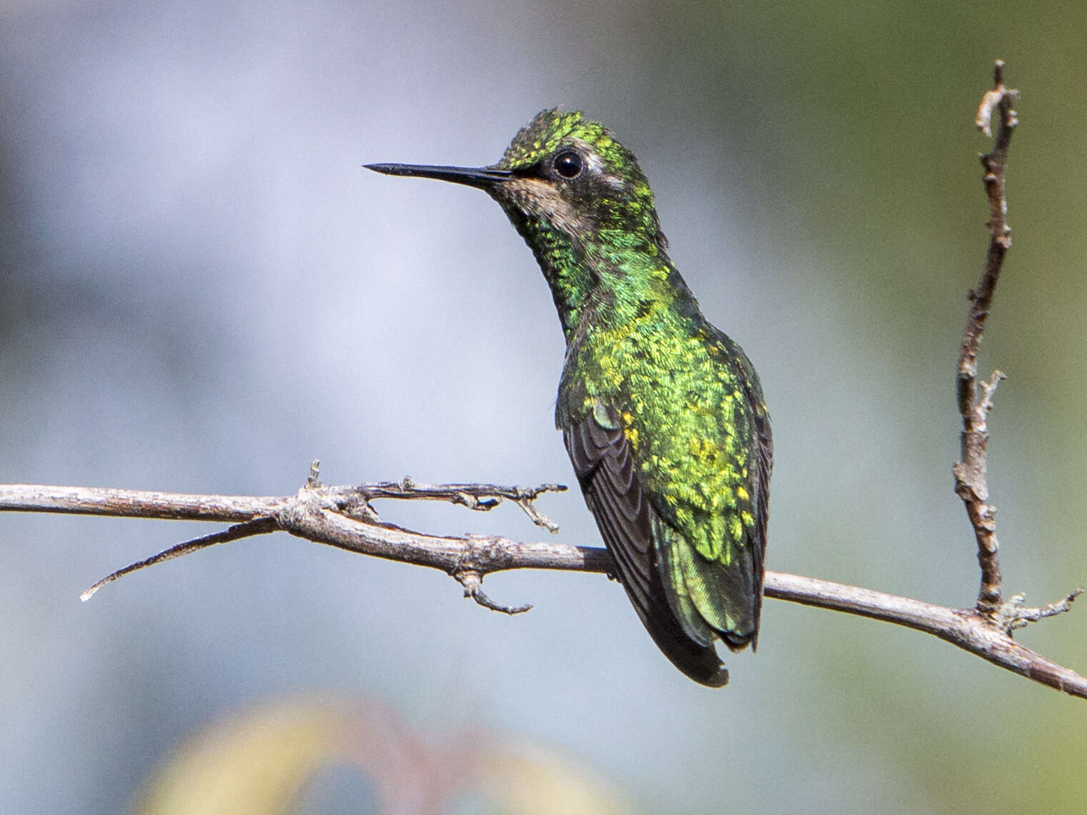 Image of Green-tailed Emerald