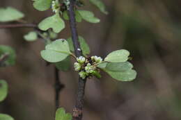 Image of Shrubby tororaro