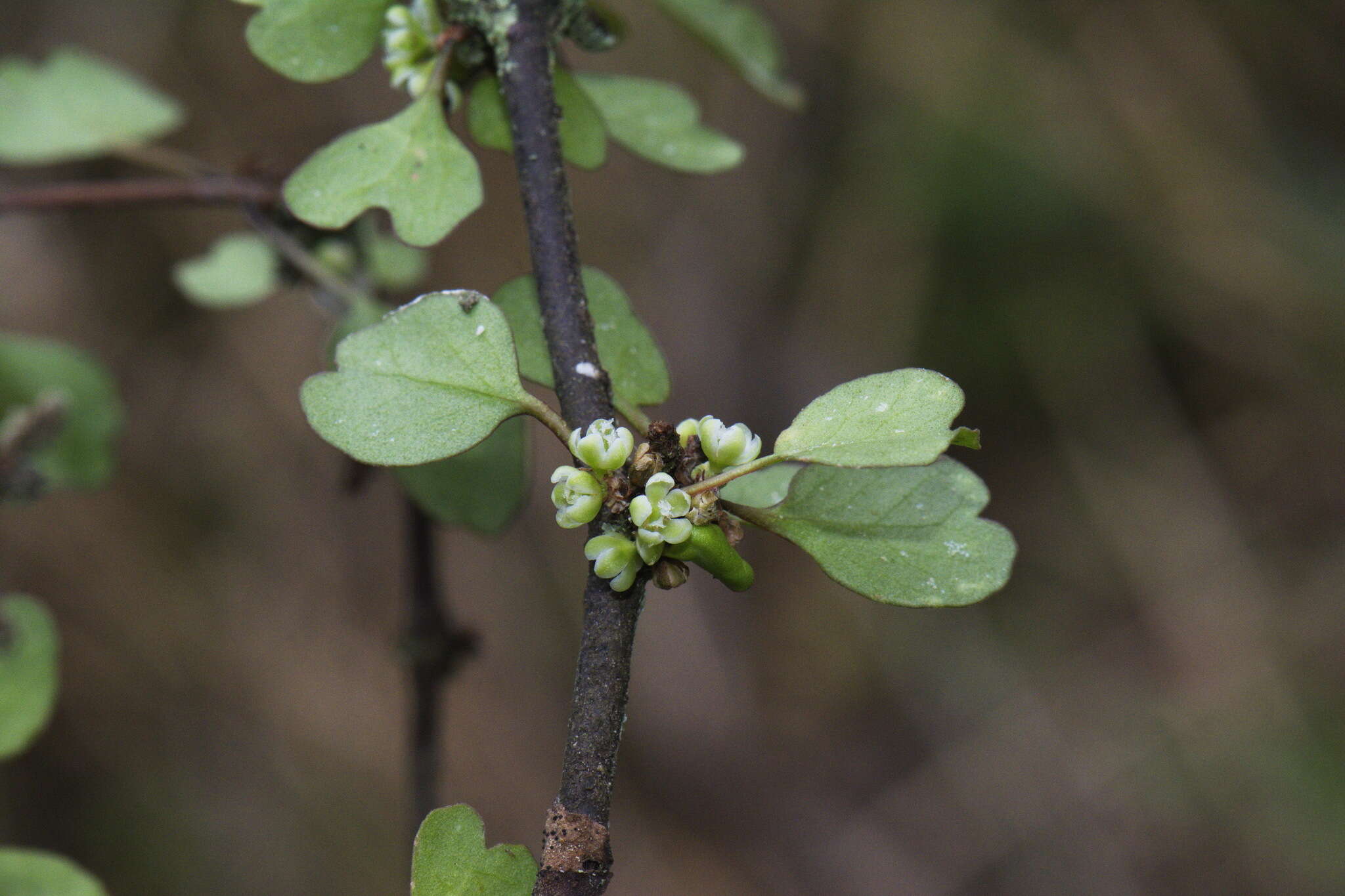 Image of Shrubby tororaro