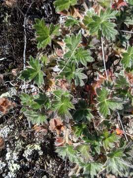 Image of Potentilla subvahliana B. A. Jurtzev