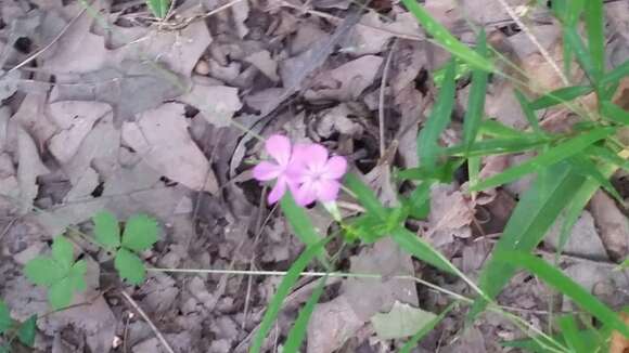 Imagem de Phlox glaberrima L.