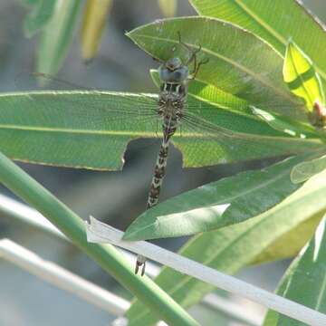 Image of Spotted Darners