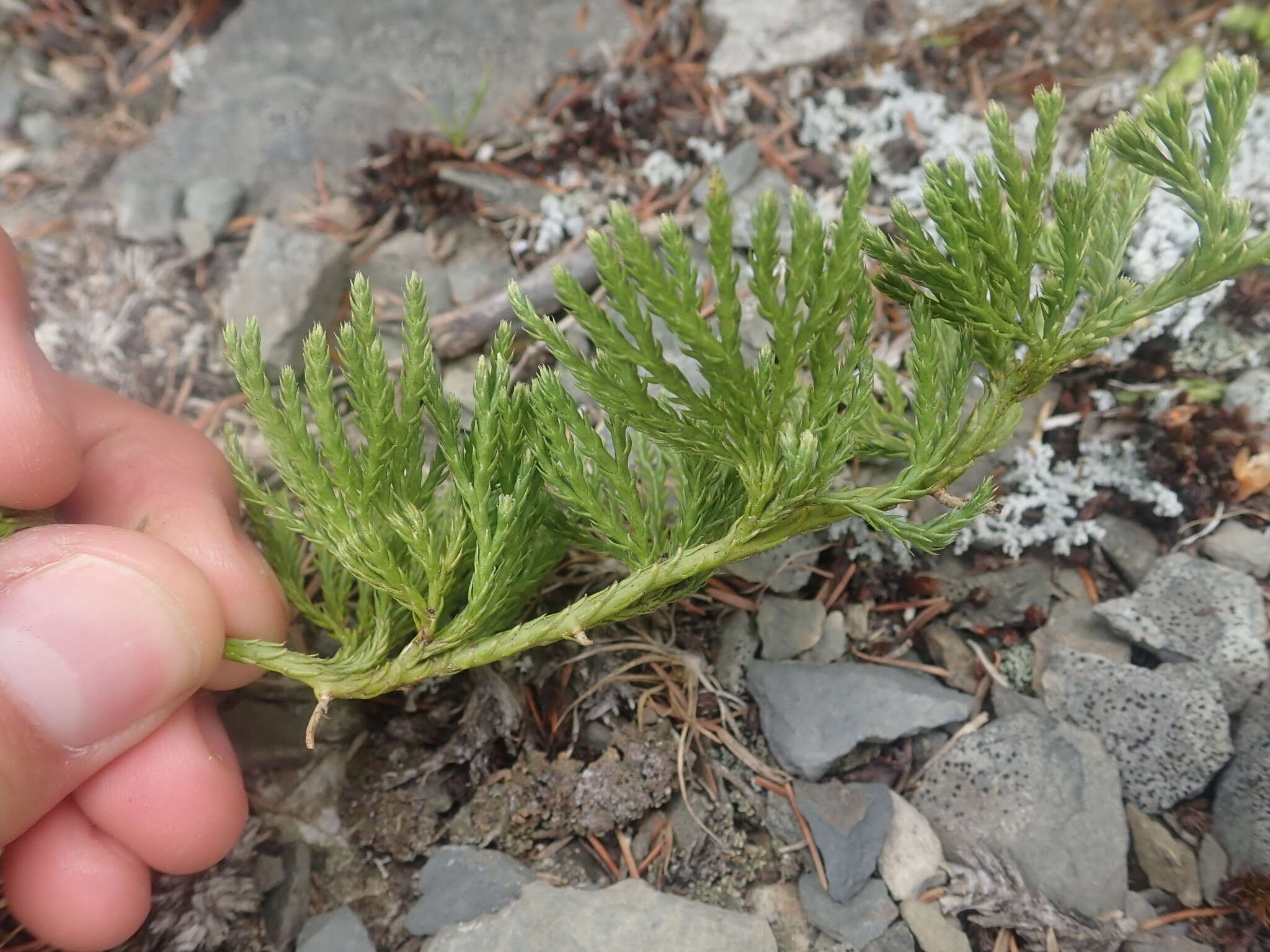 Image of savinleaf groundpine