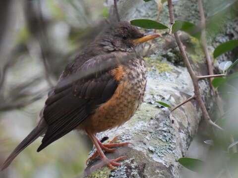 Image of Olive Thrush