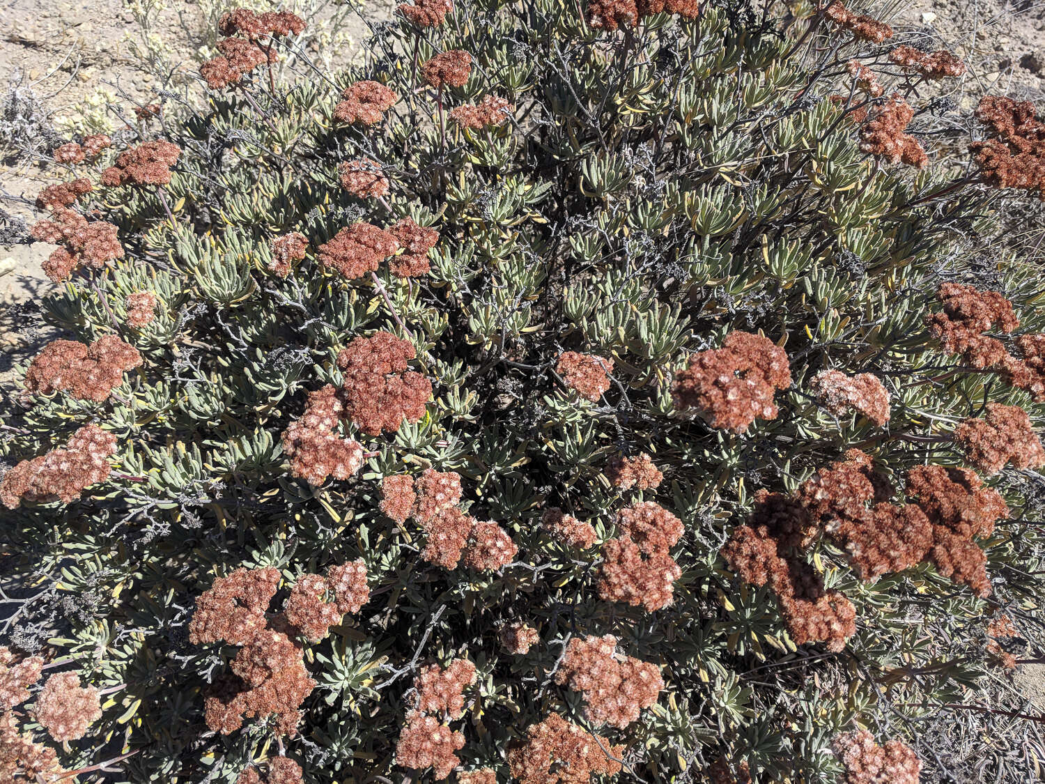 Image of Santa Cruz Island buckwheat