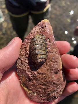 Image of lined red chiton