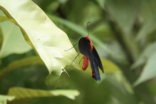 Sivun Atrophaneura semperi (Felder & Felder 1861) kuva