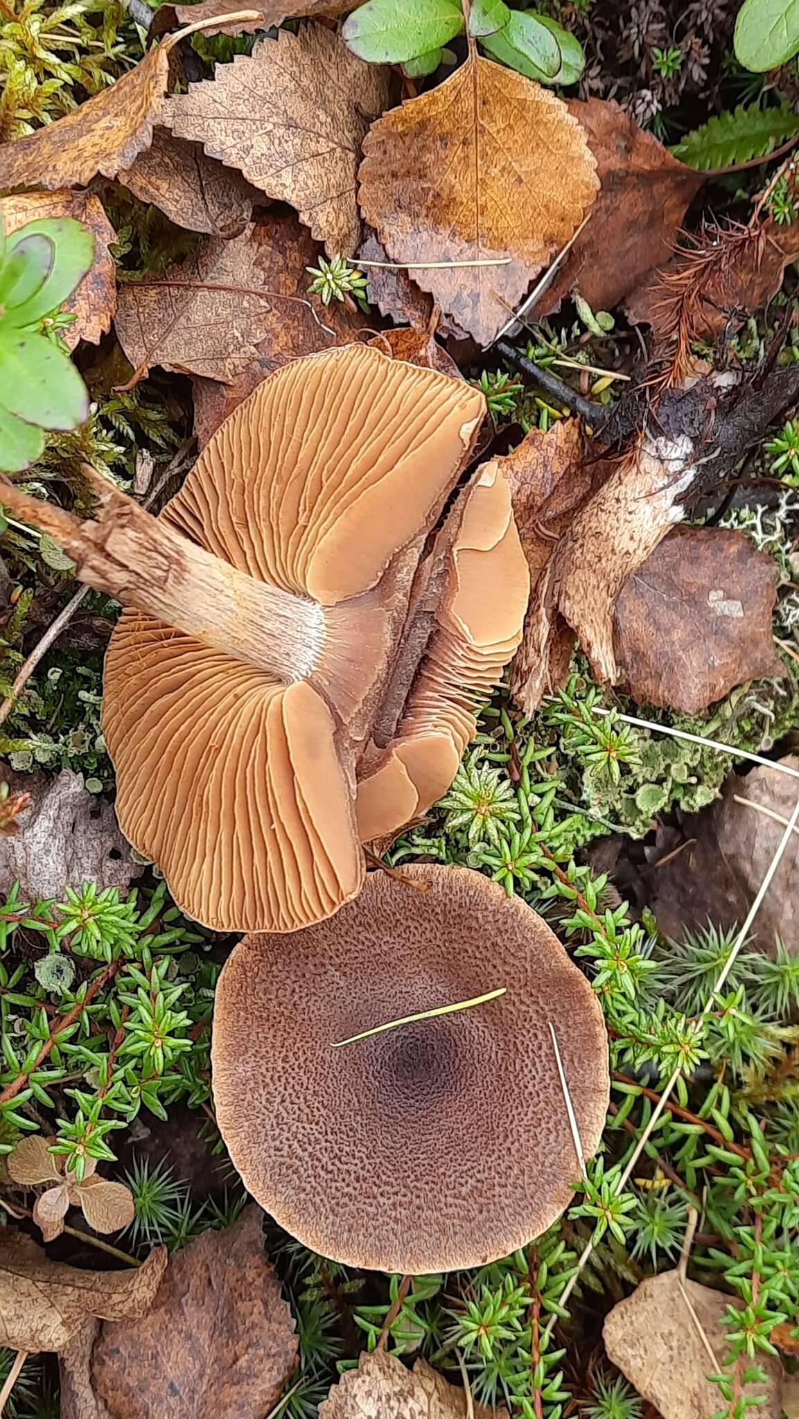 Image of Cortinarius pholideus (Lilj.) Fr. 1838