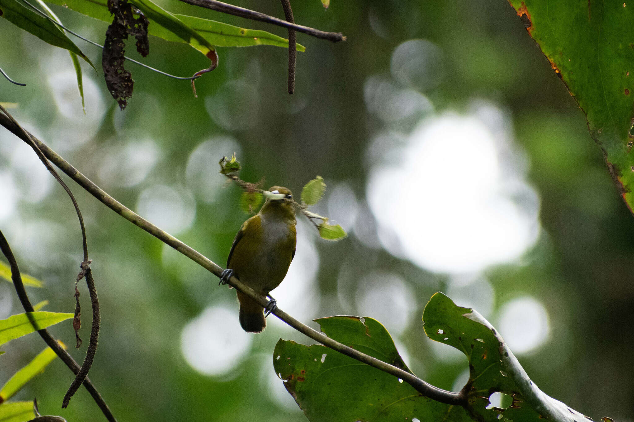 Euphonia rufiventris (Vieillot 1819)的圖片