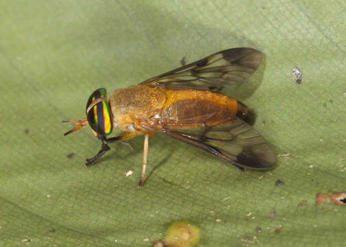 صورة Diachlorus ferrugatus (Fabricius 1805)