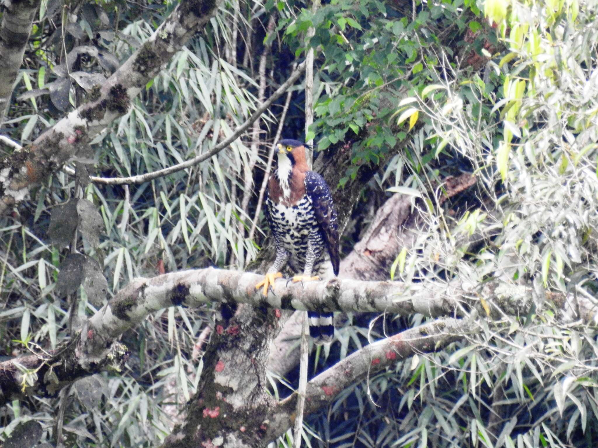 Spizaetus ornatus (Daudin 1800) resmi