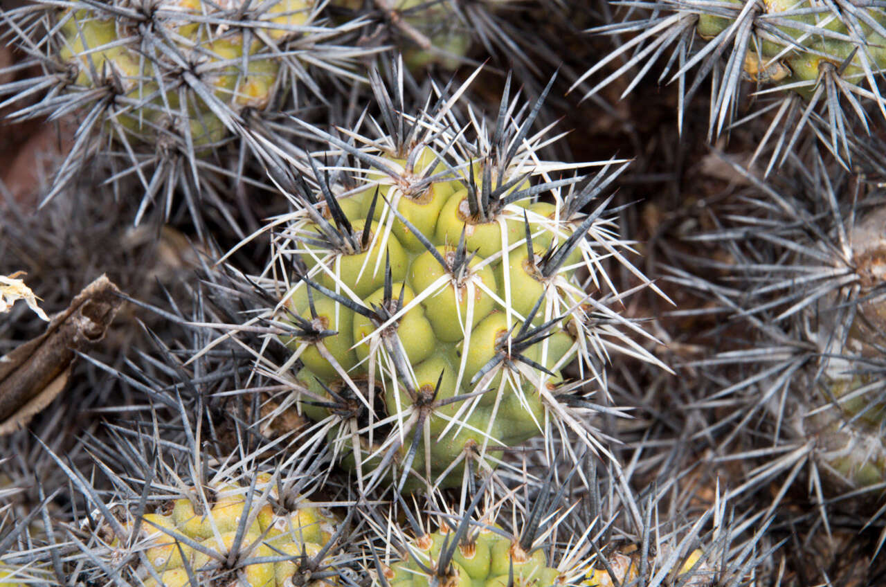 Image of Tephrocactus alexanderi (Britton & Rose) Backeb.