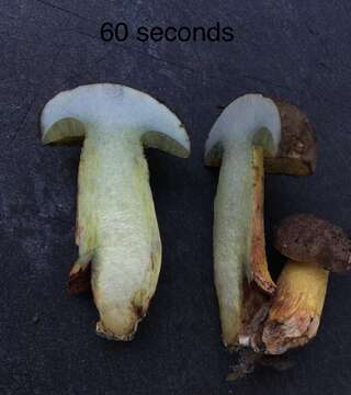 Image of Boletus billieae Both, Bessette & W. J. Neill 2001