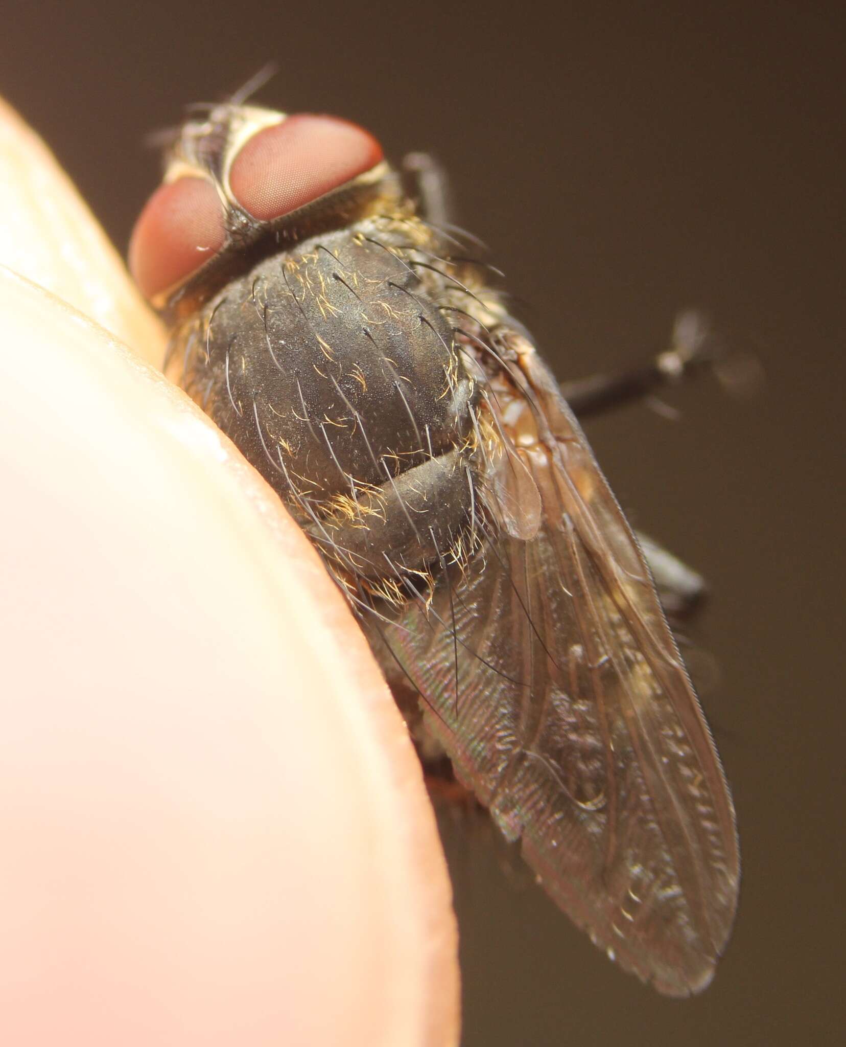 Image of Narrow-cheeked cluster fly