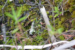 Image of bulblet-bearing water hemlock