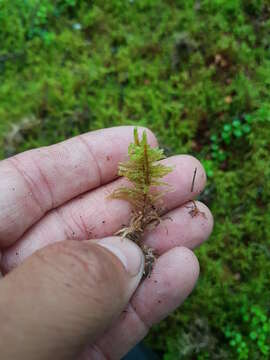 Image of big red stem moss