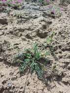 Image de Oxytropis bargusinensis Peschkova