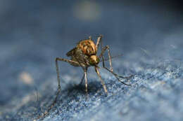 Image of Aedes caspius (Pallas 1771)