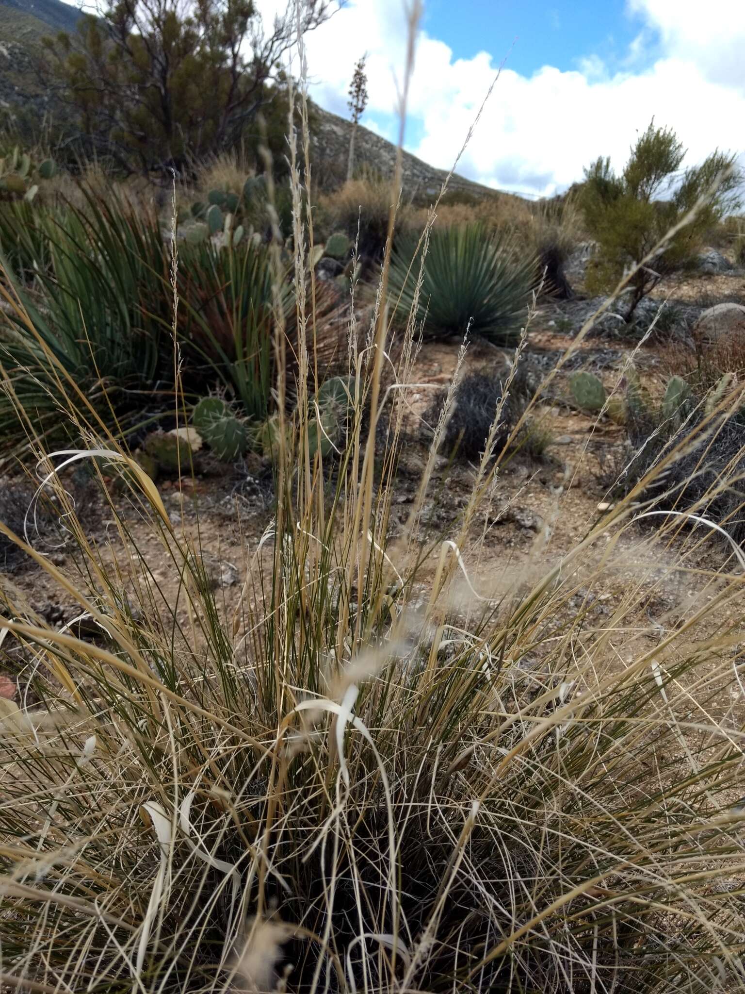 Image of desert needlegrass