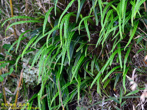 Lepisorus pseudoussuriensis Tag. resmi