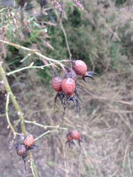 Image de Rosa moschata J. Herrmann