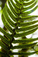 Image of western swordfern