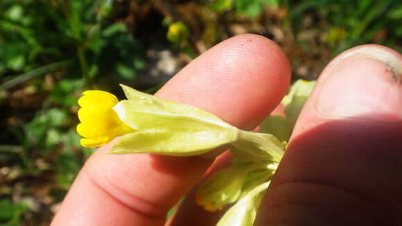 Image of Primula veris subsp. veris