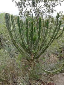 Imagem de Euphorbia triangularis Desf. ex A. Berger