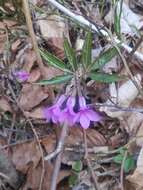 Image of Cardamine glanduligera O. Schwarz