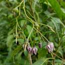 Image of Solanum confusum Morton